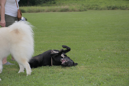 20250725_Dog Park et alia__DSC0185_.jpg