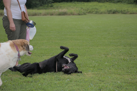 20250725_Dog Park et alia__DSC0186_.jpg
