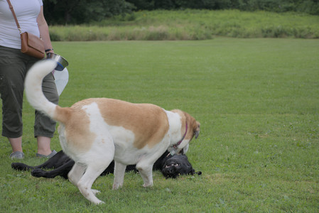 20250725_Dog Park et alia__DSC0187_.jpg