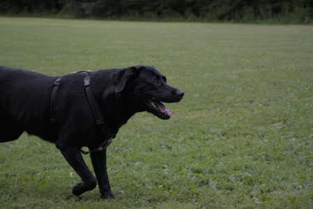 20250725_Dog Park et alia__DSC0188_.jpg