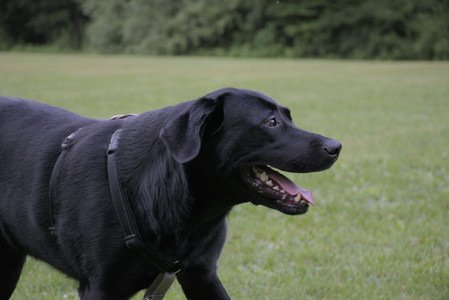 20250725_Dog Park et alia__DSC0190_.jpg