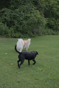 20250725_Dog Park et alia__DSC0191_.jpg