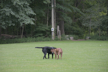 20250725_Dog Park et alia__DSC0192_.jpg