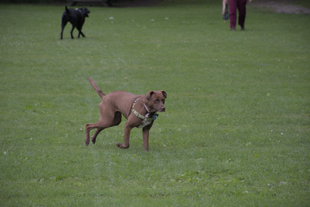 20250725_Dog Park et alia__DSC0193_.jpg