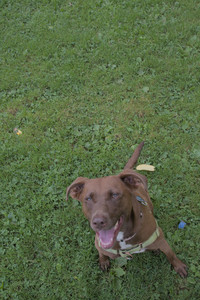 20250725_Dog Park et alia__DSC0203_.jpg