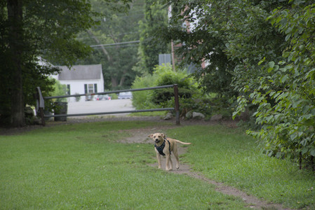 20250725_Dog Park et alia__DSC0205_.jpg