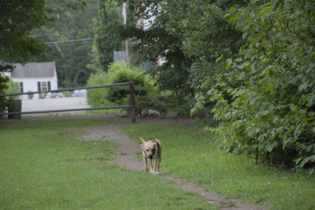 20250725_Dog Park et alia__DSC0206_.jpg