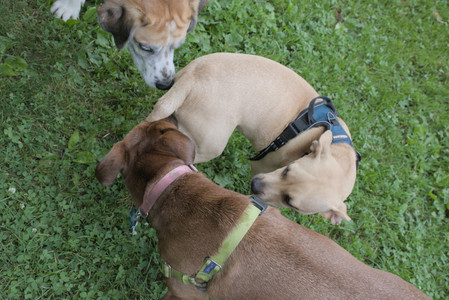 20250725_Dog Park et alia__DSC0212_.jpg