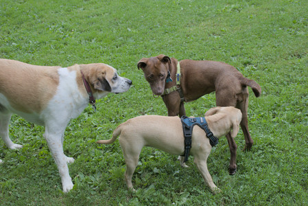 20250725_Dog Park et alia__DSC0215_.jpg