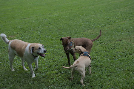 20250725_Dog Park et alia__DSC0218_.jpg