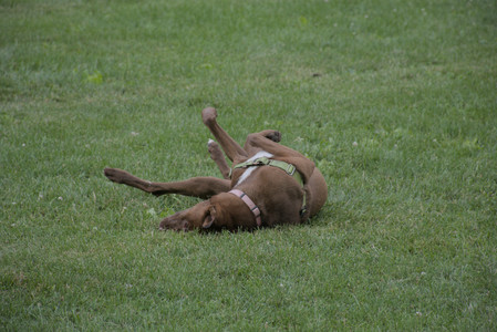 20250725_Dog Park et alia__DSC0224_.jpg