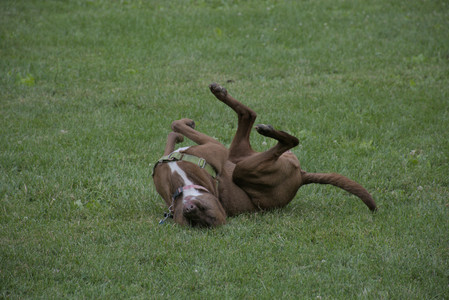 20250725_Dog Park et alia__DSC0225_.jpg