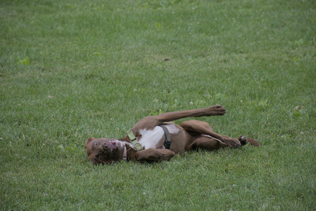 20250725_Dog Park et alia__DSC0226_.jpg