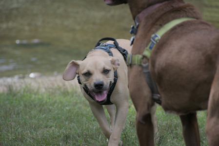 20250725_Dog Park et alia__DSC0229_.jpg