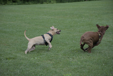 20250725_Dog Park et alia__DSC0233_.jpg