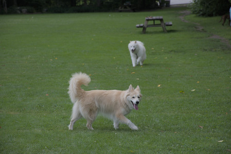 20250725_Dog Park et alia__DSC0235_.jpg