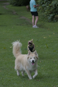 20250725_Dog Park et alia__DSC0236_.jpg