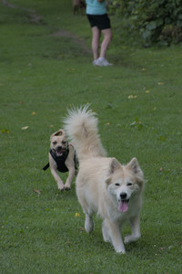 20250725_Dog Park et alia__DSC0237_.jpg