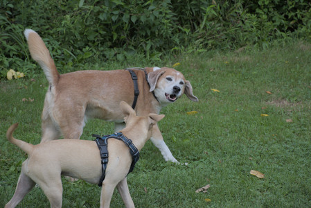 20250725_Dog Park et alia__DSC0239_.jpg