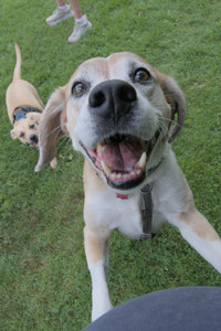 20250725_Dog Park et alia__DSC0243_.jpg