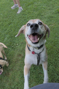 20250725_Dog Park et alia__DSC0244_.jpg