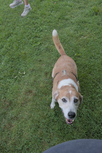 20250725_Dog Park et alia__DSC0245_.jpg