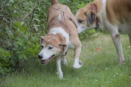 20250725_Dog Park et alia__DSC0247_.jpg