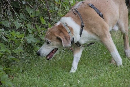 20250725_Dog Park et alia__DSC0248_.jpg