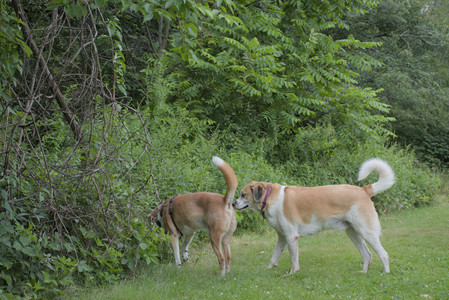 20250725_Dog Park et alia__DSC0249_.jpg