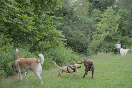 20250725_Dog Park et alia__DSC0250_.jpg