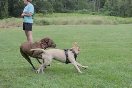 20250725_Dog Park et alia__DSC0252_.jpg