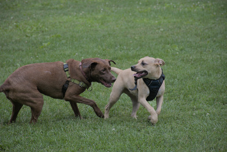 20250725_Dog Park et alia__DSC0256_.jpg