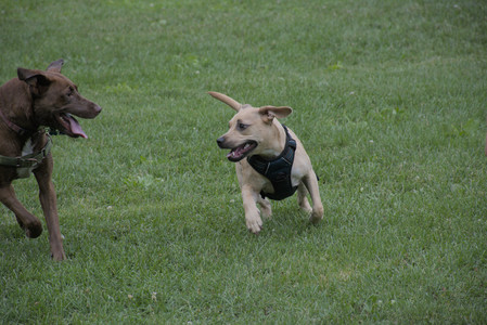 20250725_Dog Park et alia__DSC0257_.jpg