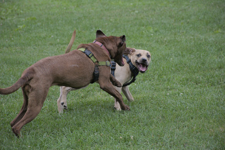 20250725_Dog Park et alia__DSC0259_.jpg