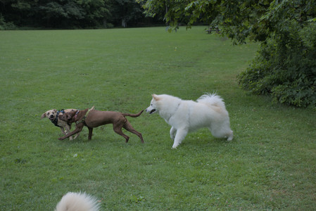 20250725_Dog Park et alia__DSC0265_.jpg