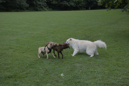 20250725_Dog Park et alia__DSC0270_.jpg