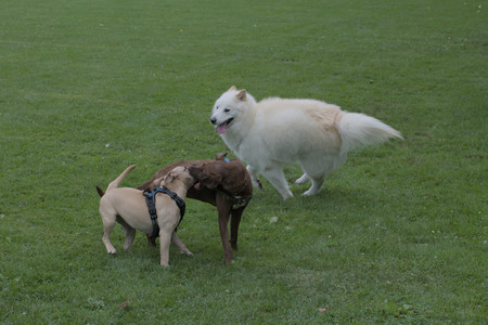 20250725_Dog Park et alia__DSC0271_.jpg