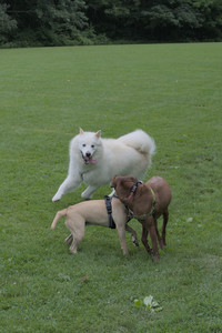 20250725_Dog Park et alia__DSC0272_.jpg