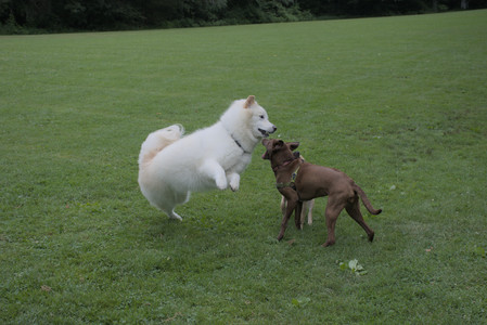 20250725_Dog Park et alia__DSC0273_.jpg