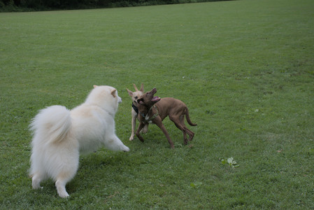 20250725_Dog Park et alia__DSC0274_.jpg