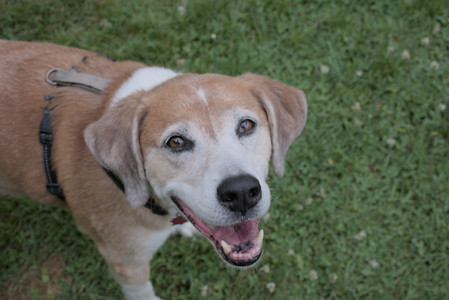 20250725_Dog Park et alia__DSC0279_.jpg