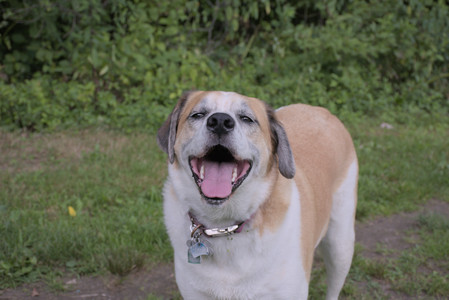 20250725_Dog Park et alia__DSC0282_.jpg