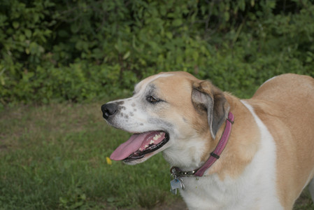 20250725_Dog Park et alia__DSC0286_.jpg