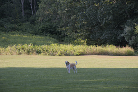 20250802_Dog park__DSC0016_.jpg