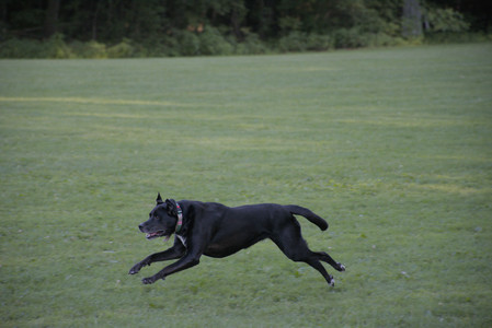20250802_Dog park__DSC0022_.jpg