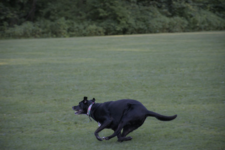 20250802_Dog park__DSC0024_.jpg