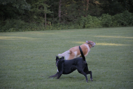 20250802_Dog park__DSC0026_.jpg