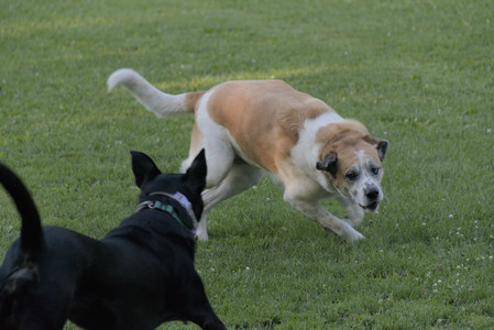 20250802_Dog park__DSC0035_.jpg
