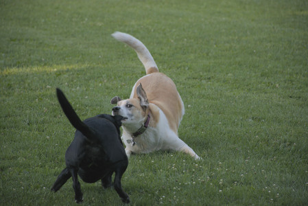 20250802_Dog park__DSC0036_.jpg