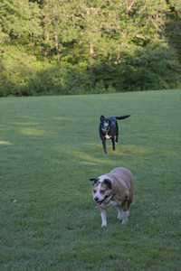 20250802_Dog park__DSC0054_.jpg